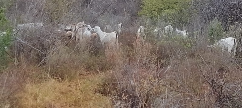 Bush Landscape Pasture Browsing