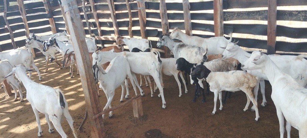Kitui Grazers Feedlot Herd