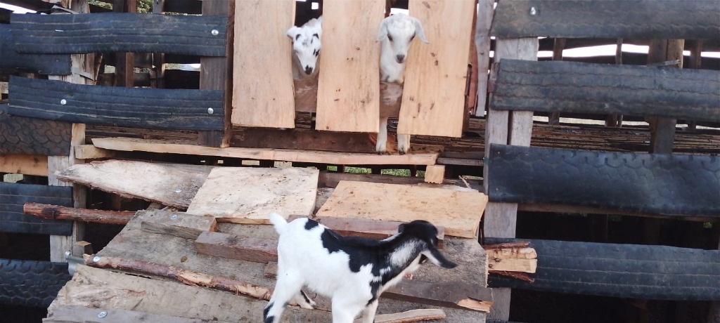 Elevated Wooden Pen & Livestock Housing