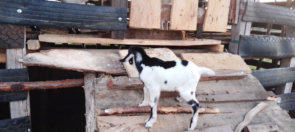 Ramp & Feeding Platform