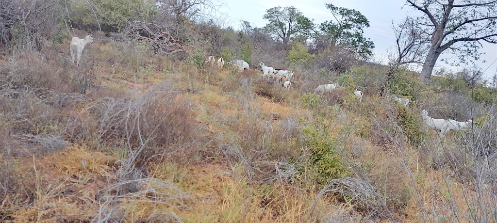 Dryland Hillside Grazing Pasture